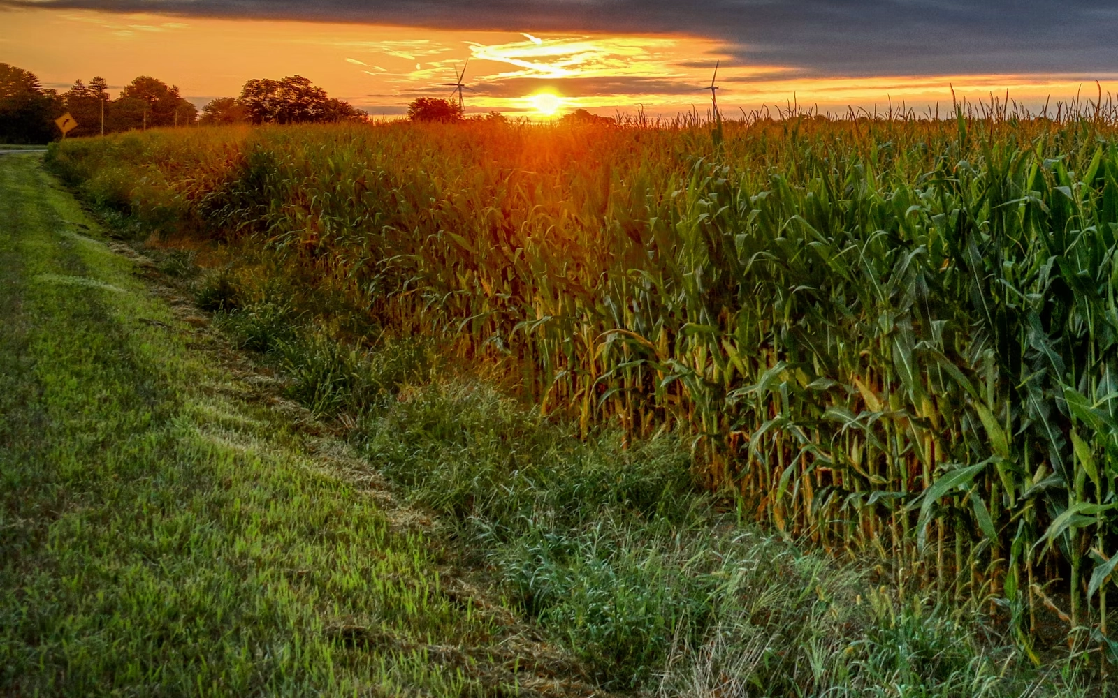 Alabama farmland at sunrise